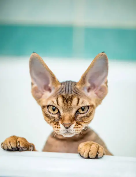 Curious Devon Rex Kitten Peeking Out from his Hiding Spot on Bathtub