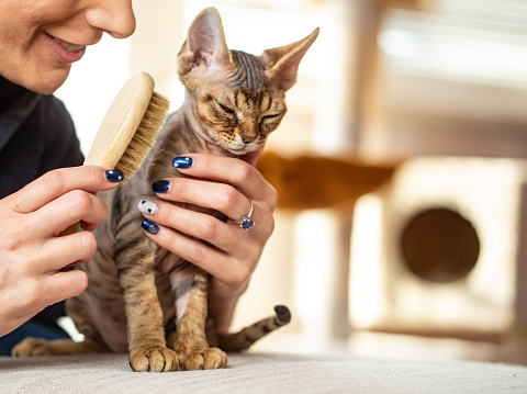 Cute Devon Rex Kitten Falling Asleep while Being Brushed by Happy Woman