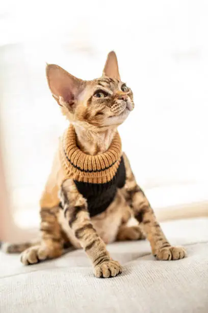 Portrait of Sitting Devon Rex Kitten in Fashionable Sweater