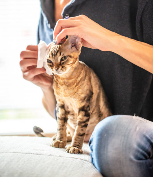 istock Devon Rex Kitten's Big Ears Need Daily Care - stock photo 1210629662