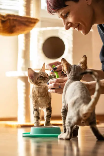 Photo of Happy Owner Feeding Devon Rex Kittens Their Favourite Food - stock photo