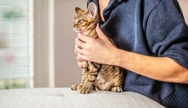 istock Female Owner Embracing Satisfied Devon Rex Kitten Sitting on Sofa - stock photo 1210629673