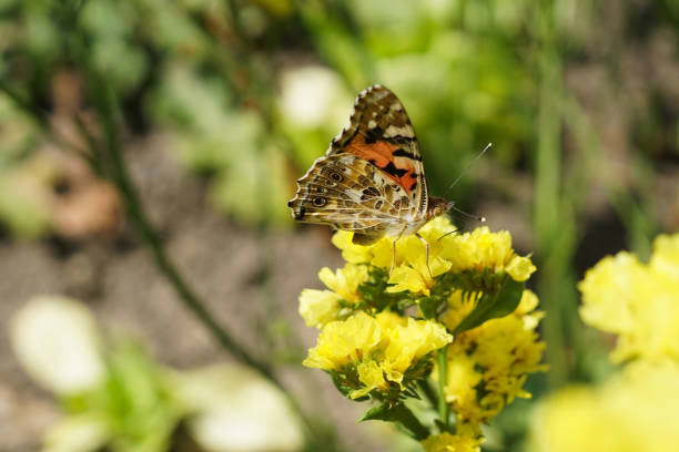 A beautiful butterfly pollinating a flower