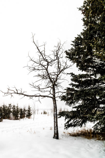 ロッキービュー郡、アルバータ州、カナダで雪の輝く日 - blustery ストックフォトと画像