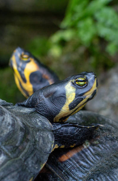 istock Yellow-bellied Slider in Taormina, Sicily 1210631383