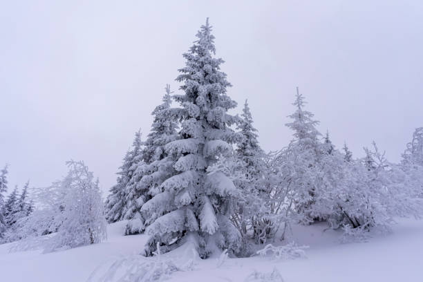 istock Frozen trees in deep snow. Tatra Mountains. 1210631410