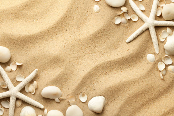 istock Starfishes, Stones And Seashells On Sand Background 1210631866