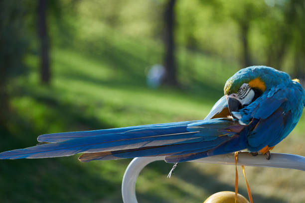 Blue-and-yellow macaw. The parrot is cleaning its feathers.