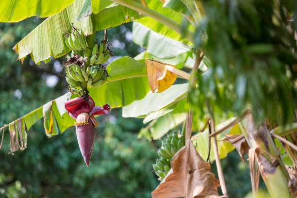 istock Focus a banana bud on tree with green grass  field background. Asian super fruit.  Tropical fruits. image for background, wallpaper and copy space.Tree banana.Raw banana on tree. 1210635832