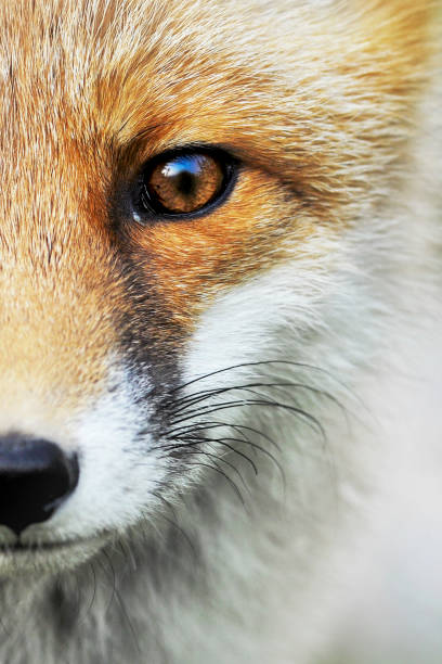 istock Red Fox in forest. Smart foxes in natural habitat 1210635839