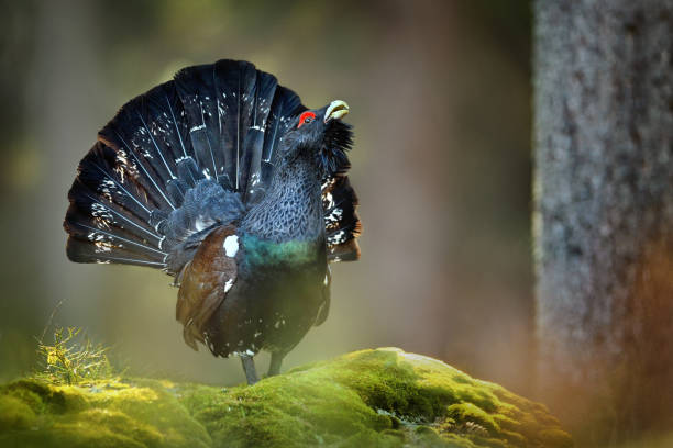 tetrao urogallus dans la forêt profonde - grand tétras photos et images de collection