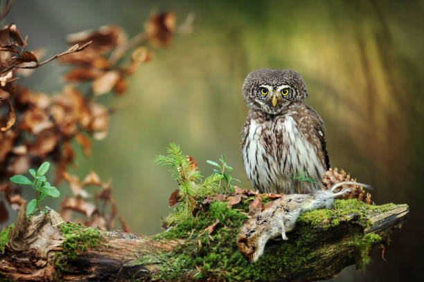 istock Pygmy bird owl in natural habitat. 1210635870