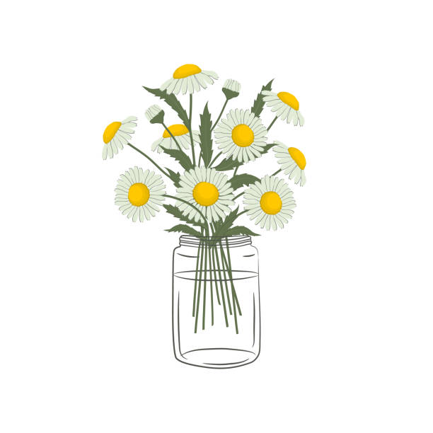 Ilustración de Margaritas En Un Frasco De Vidrio Daisy Florece Con Hojas Flores De Verano y más Vectores Libres de Derechos de Margarita - Familia de la Margarita - iStock Ilustración de Margaritas En Un Frasco De Vidrio Daisy Florece Con Hojas Flores De Verano y más Vectores Libres de Derechos de Margarita - Familia de la Margarita - iStock
