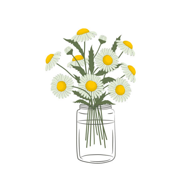 ilustraciones, imágenes clip art, dibujos animados e iconos de stock de margaritas en un frasco de vidrio. daisy florece con hojas. flores de verano - chamomile plant glass nature flower