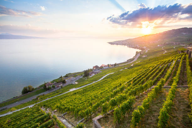 istock Vineyards in Lavaux region, Switzerland 1210637006
