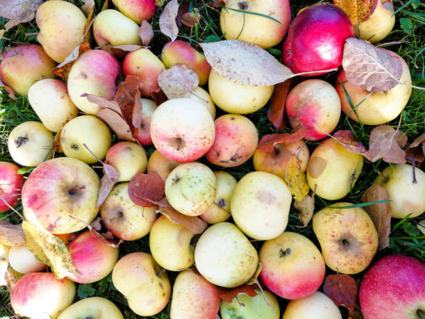 istock Apple harvest at autumn 1210637023