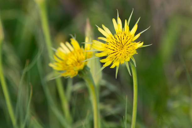 Wild Flowers-along a woods edge-Howard County Indiana