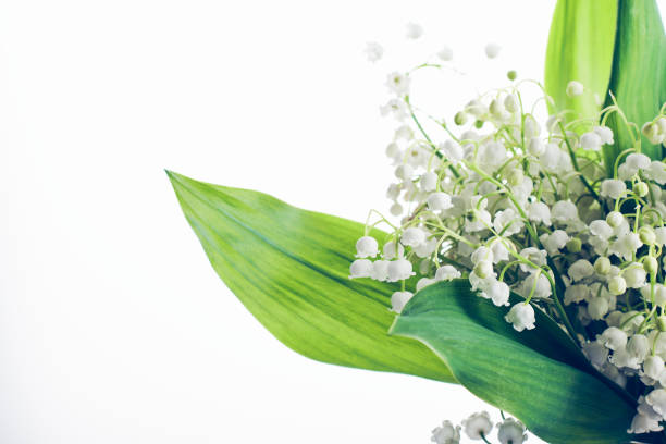 istock Lily of the valley flowers 1210638138