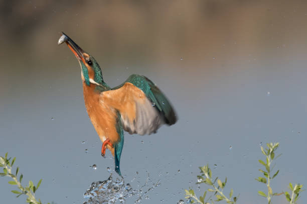 istock Kingfisher fishing (Alcedo atthis) 1210643260