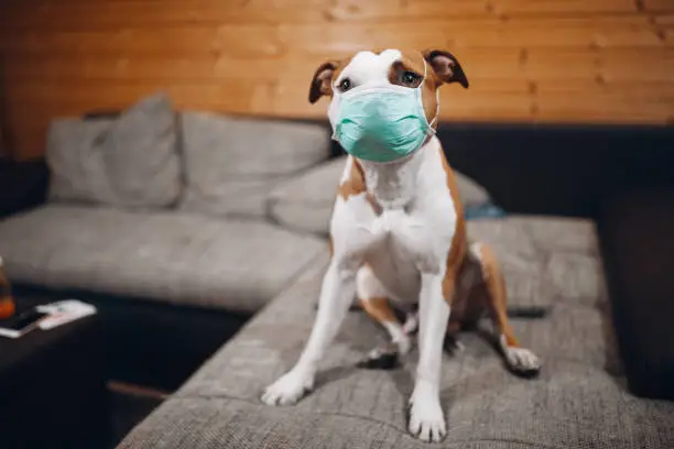 Amstaff dog puts a protective mask on his face