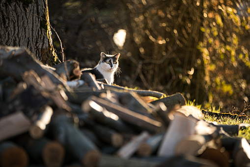 A brown-white cat is sitting on a stack of firewood. Logs with cat