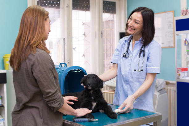 veterinario examinando perro - dog pets advice women fotografías e imágenes de stock