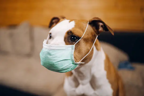 Amstaff dog puts a protective mask on his face