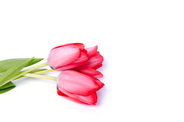 istock Spring flower pink tulips bouquet isolated on white background. 1210646896