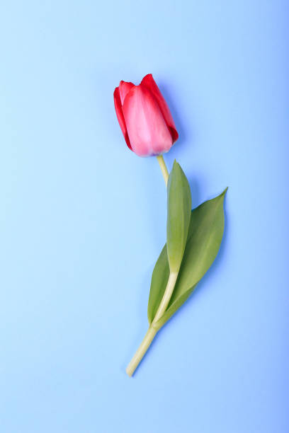 istock Red tulip flower. Easter or Valentine's day greeting card. 1210646900