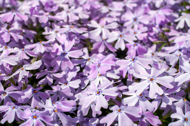 istock Sweet William catchfly (Silene armeria or Atocion armeria), Caryophyllaceae. 1210647244