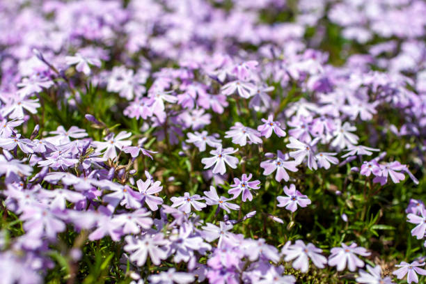 istock Sweet William catchfly (Silene armeria or Atocion armeria), Caryophyllaceae. 1210647318