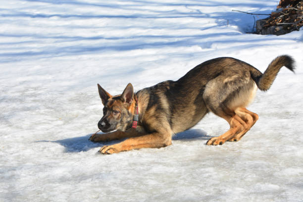 perro sheppard alemán - german sheppard fotografías e imágenes de stock