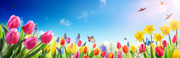 tulipes et jonquilles dans le champ ensoleillé - fleurs de printemps - daffodil spring flower blue photos et images de collection