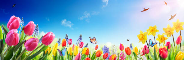 Tulips And Daffodils In Sunny Field - Spring flowers