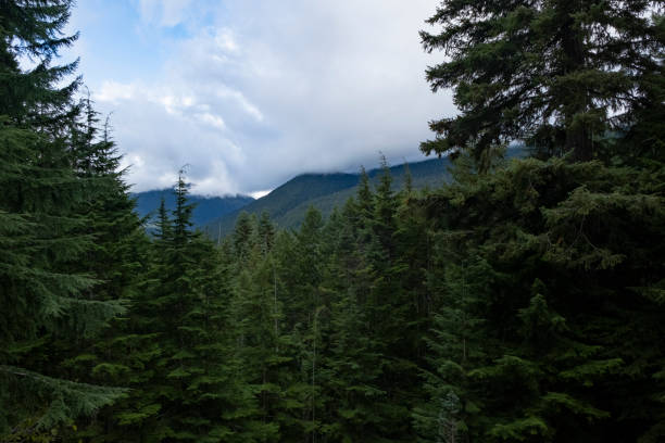 istock clouds covering the top of Mount Rainier 1210650445
