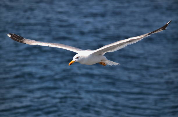istock A flying seagull at the seacoast 1210652516