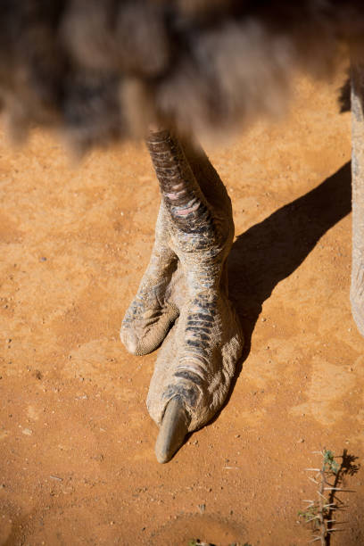 istock foot of common ostrich (struthio camelus) 1210652690