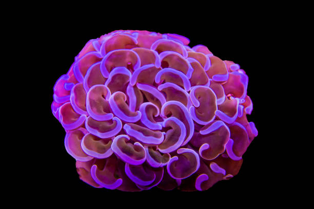 istock Euphyllia ancora - Beuatiful frag of hammer LPS coral 1210653406