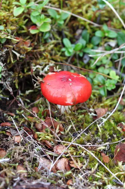 Russula emetica mushroom, commonly known as the sickener, emetic russula, or vomiting russula