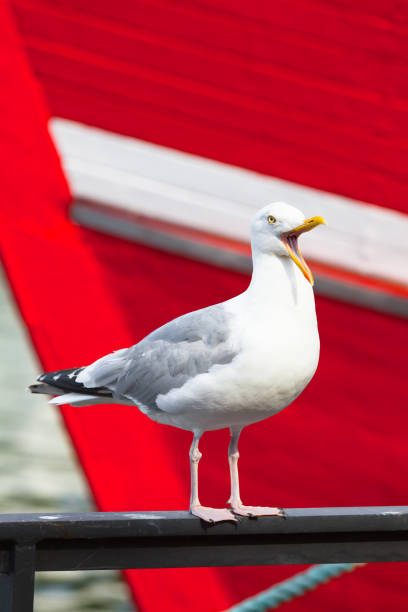 Seagull stand on handrail at harbor, open beak, crying loud, red fishing boat background (copy space)