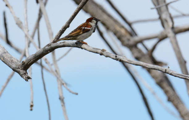 istock House sparrow or passer domesticus 1210655736