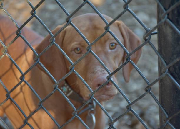 istock Brown dog behind a fence 1210657839