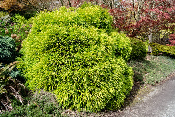 Dwarf Japanese Cedar Dwarf Japanese Cedar (cryptomeria japonica globosa) cryptomeria stock pictures, royalty-free photos & images