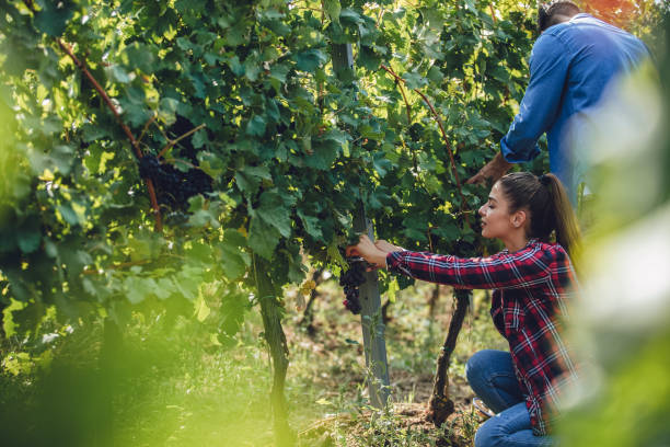 istock Young love in the countryside 1210658937