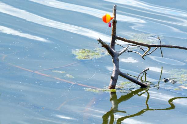 Fishing line and fishing bobber float left strung around tree branch in lake endangering wild waterfowl