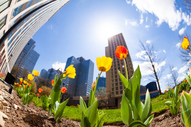 istock Spring tulips and Pittsburg downtown buildings view 1210659367