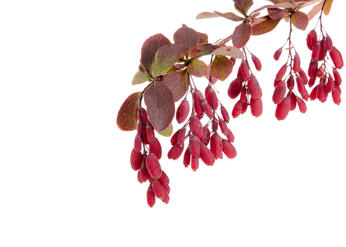 Barberry branch with ripe berries isolated on a white background.