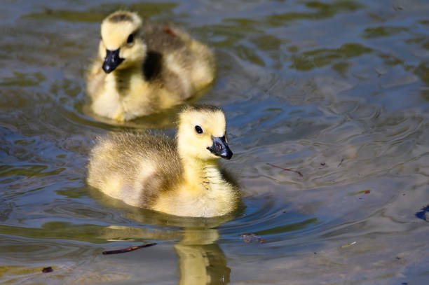 Adorabili gosling appena nati che imparano a nuotare nel rinfrescante cool - foto stock