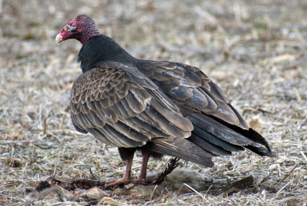 istock Close up of a vulture. 1210664371