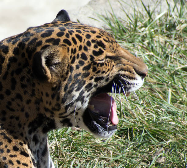 istock Close up of a leopard in a zoo. 1210664928